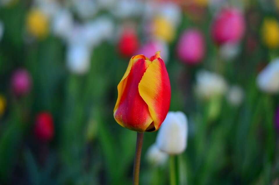 Nature spring plant