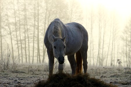 Morning mist grey frost