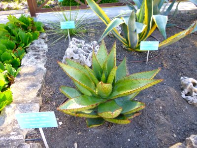 Miranda de Ebro - Centro de Interpretación de la Miranda Antigua (CIMA), Jardín Botánico 14