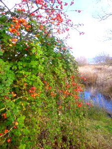 Miranda de Ebro - Laguna de Bayas 13