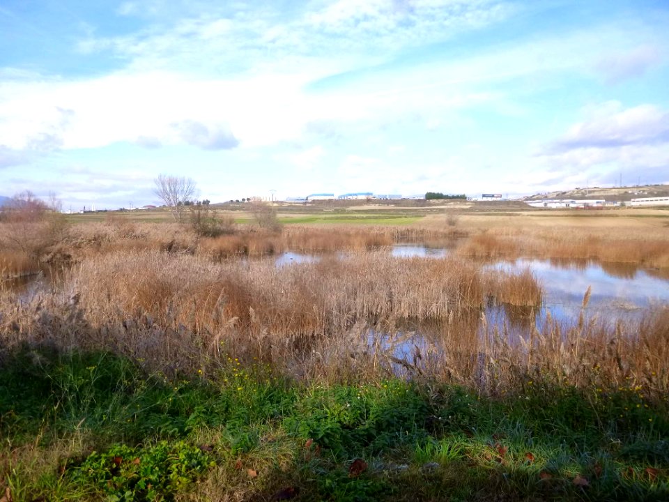 Miranda de Ebro - Laguna de Bayas 11