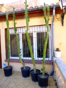 Miranda de Ebro - Centro de Interpretación de la Miranda Antigua (CIMA), Jardín Botánico 03