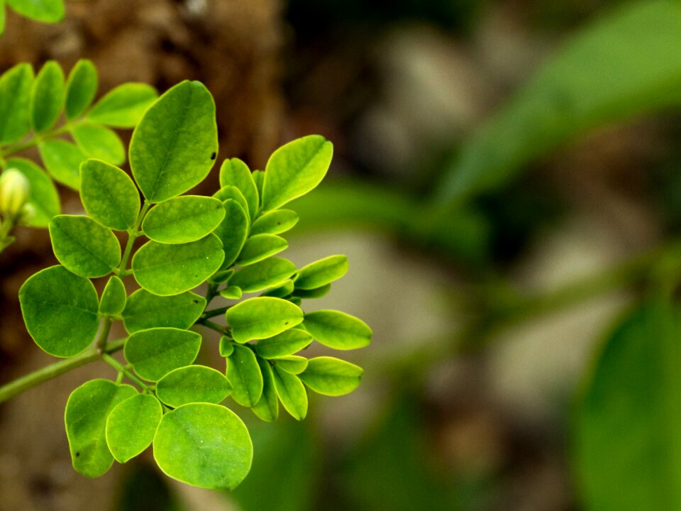 Green nature plant