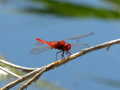Erythraea crocothemis stem wetland