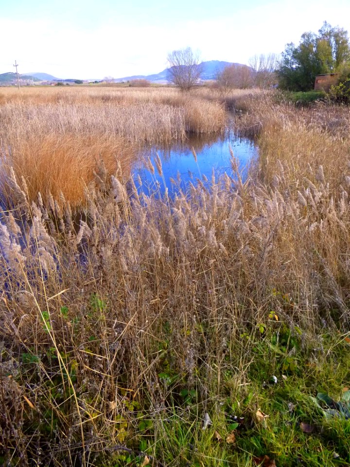 Miranda de Ebro - Laguna de Bayas 03