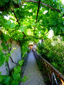 Miranda de Ebro - Centro de Interpretación de la Miranda Antigua (CIMA), Jardín Botánico 19