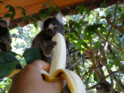 Natural animal cute