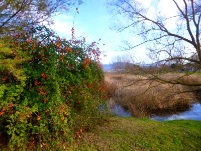 Miranda de Ebro - Laguna de Bayas 12