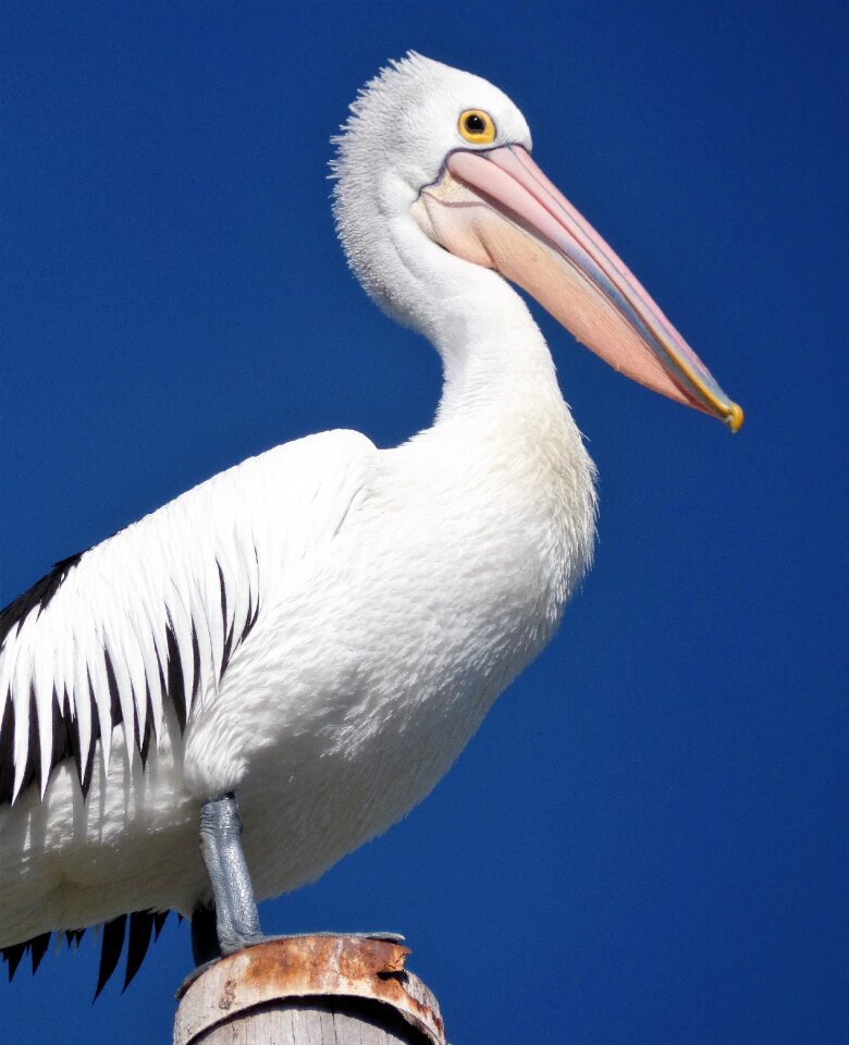 Wildlife beak feathers