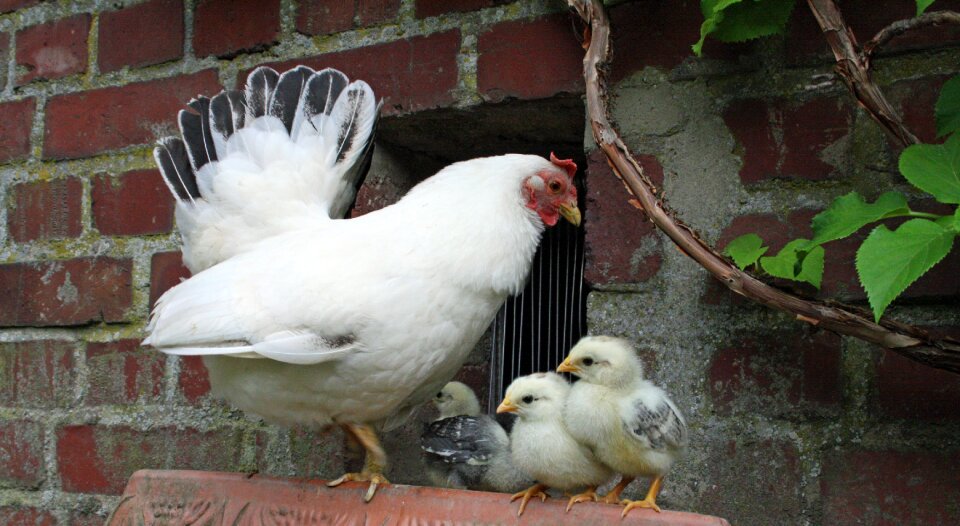 Cute easter nest