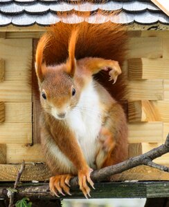 Possierlich feeding tail