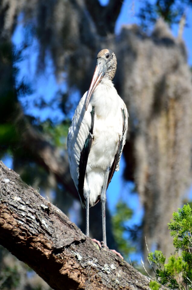 Tropical avian nature