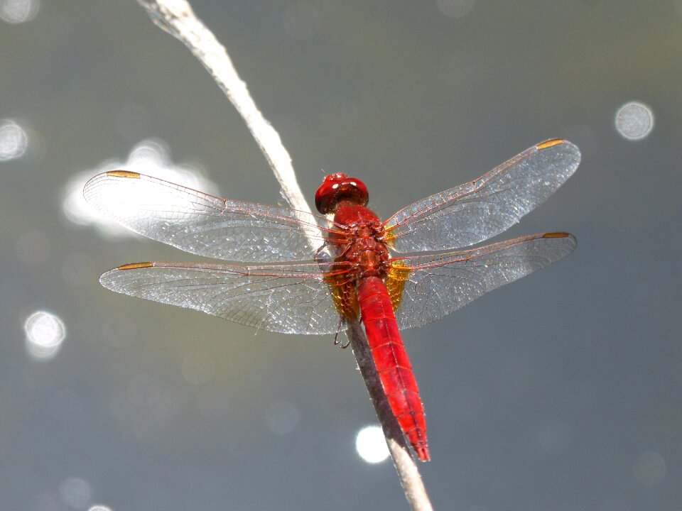 Erythraea crocothemis stem wetland