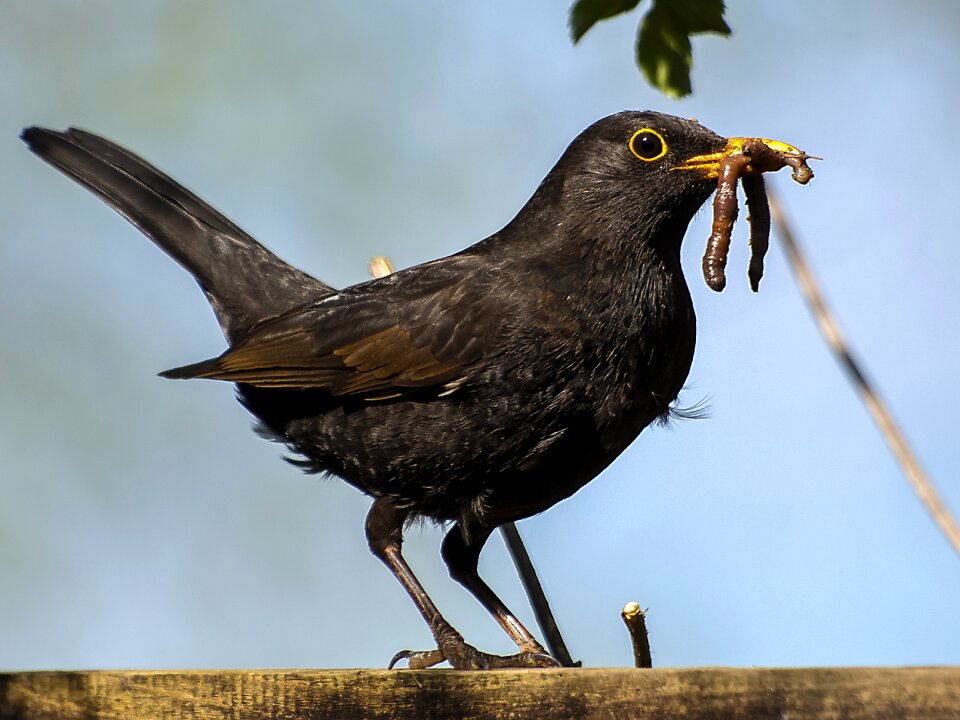 Songbird nature animal