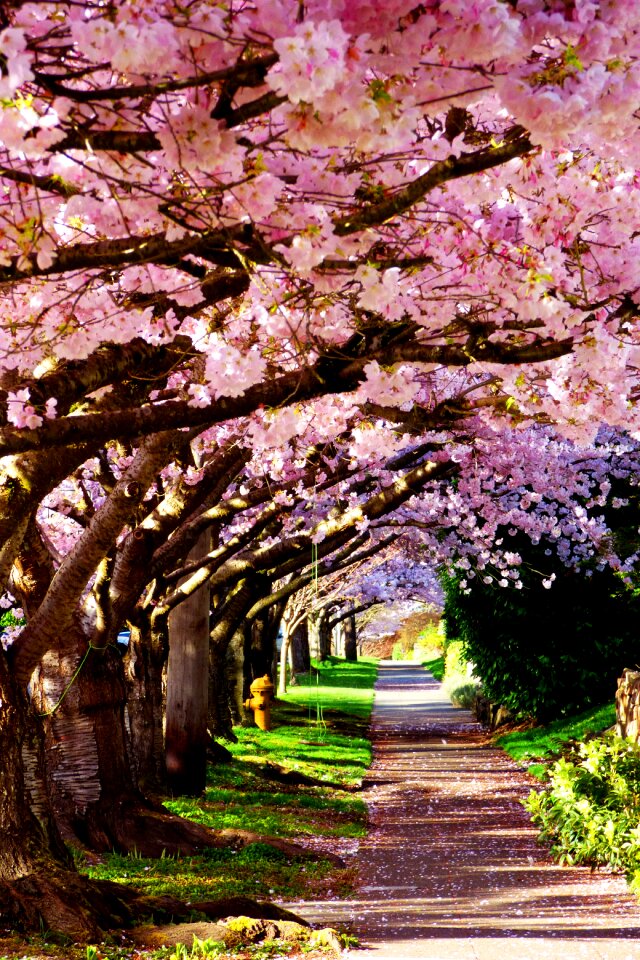 Pink sidewalk seattle