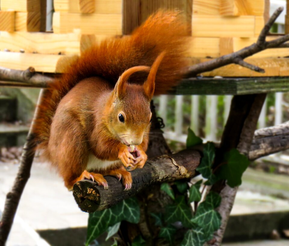 Possierlich feeding tail