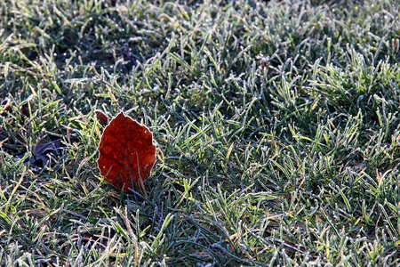 Ripe ice grass
