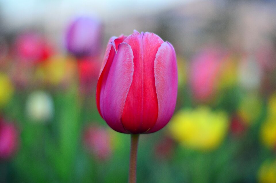 Nature spring plant