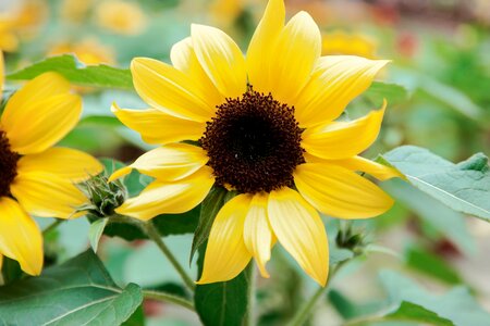Nature plant sunflower