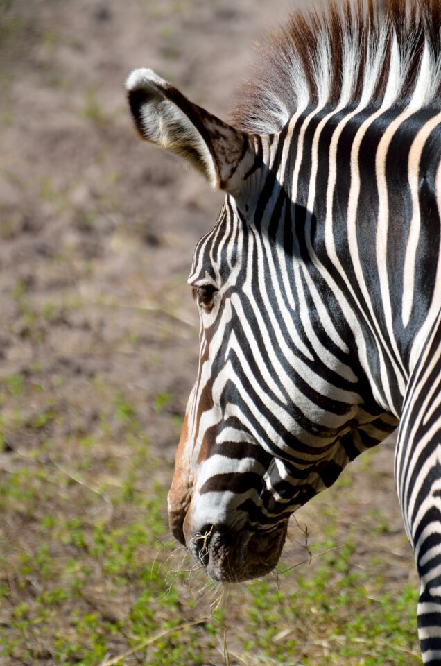 Nature stripes black and white