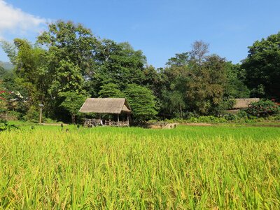 Housing rice field rural landscape