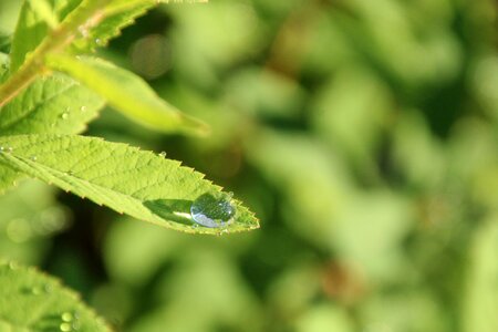 Drip pearl raindrop