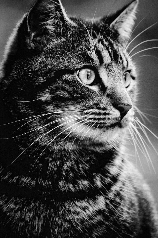 Cat face close-up cute