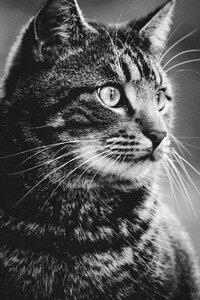 Cat face close-up cute photo