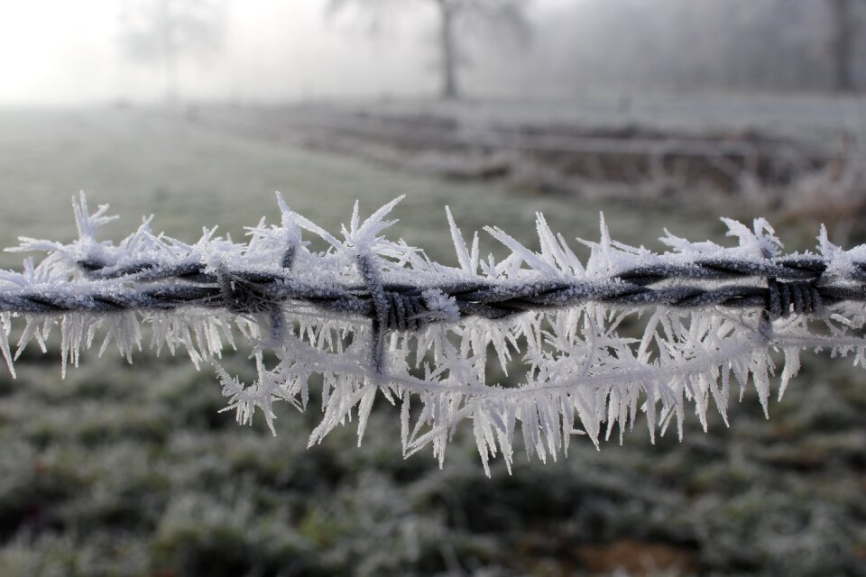 Frozen nature frosty
