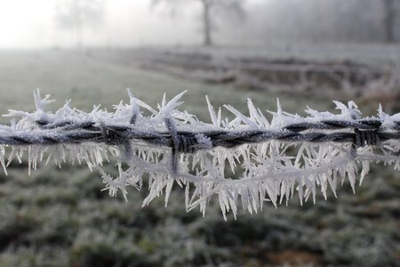 Frozen nature frosty photo