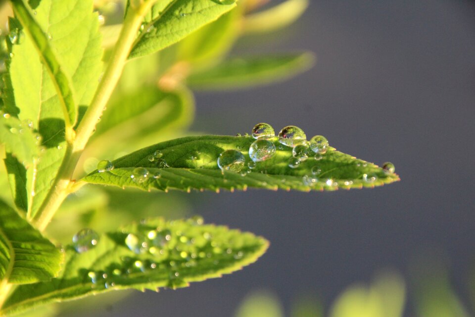 Drip pearl raindrop