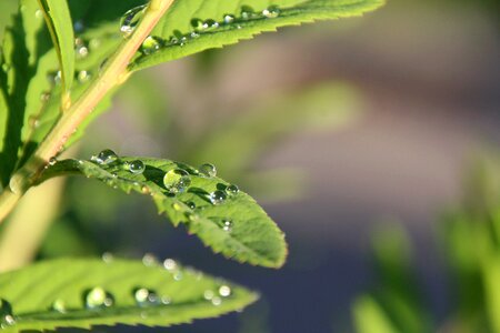 Drip pearl raindrop