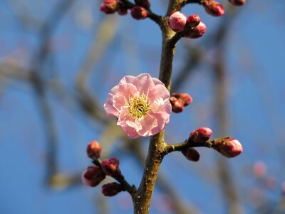 Plum blossom pink tree