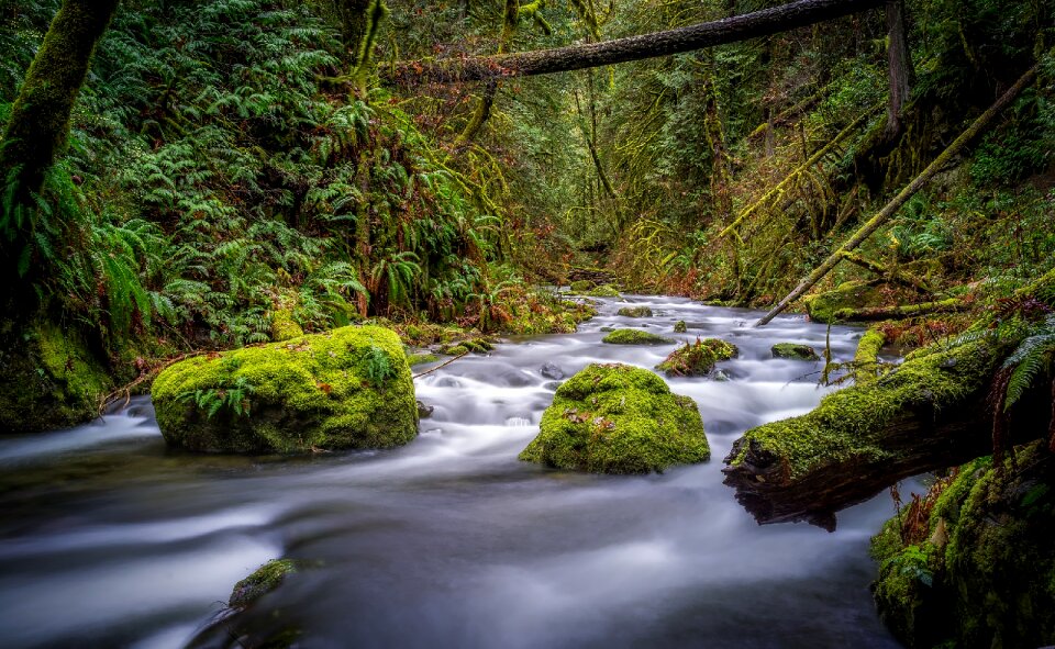 Nature outdoors stream