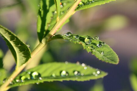 Drip pearl raindrop