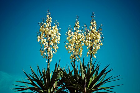 Bloom flora plant