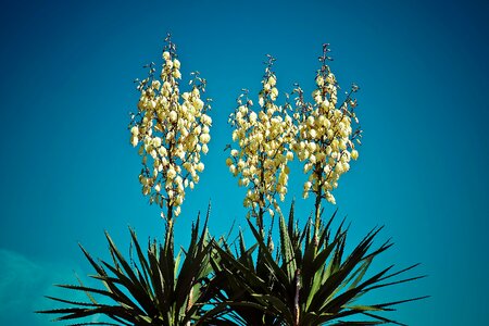 Bloom flora plant photo