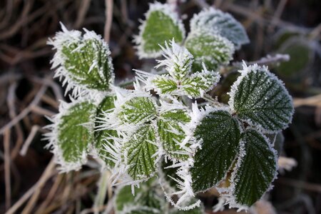 Frost eiskristalle nature photo