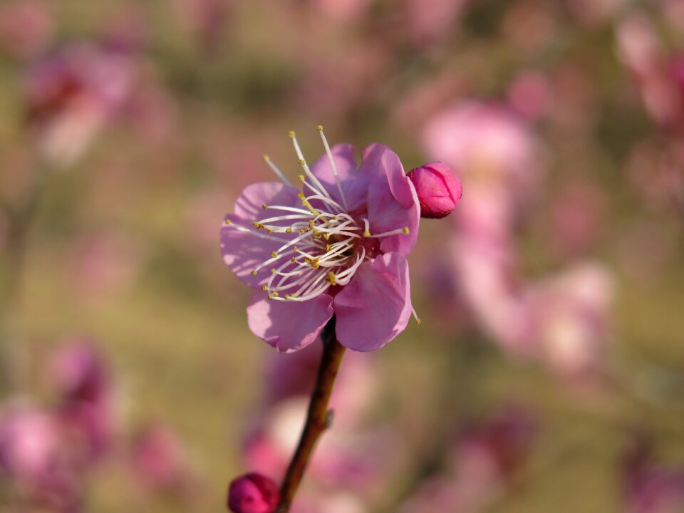 Plum blossom pink tree