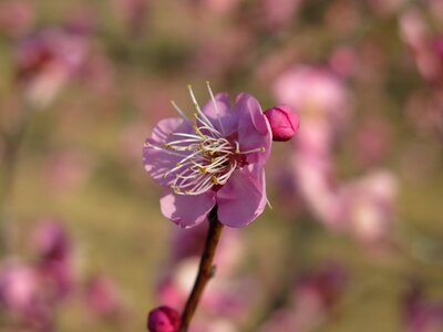 Plum blossom pink tree photo