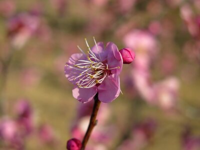 Plum blossom pink tree