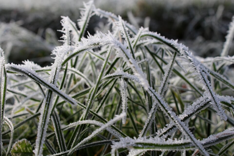 Cold frost nature