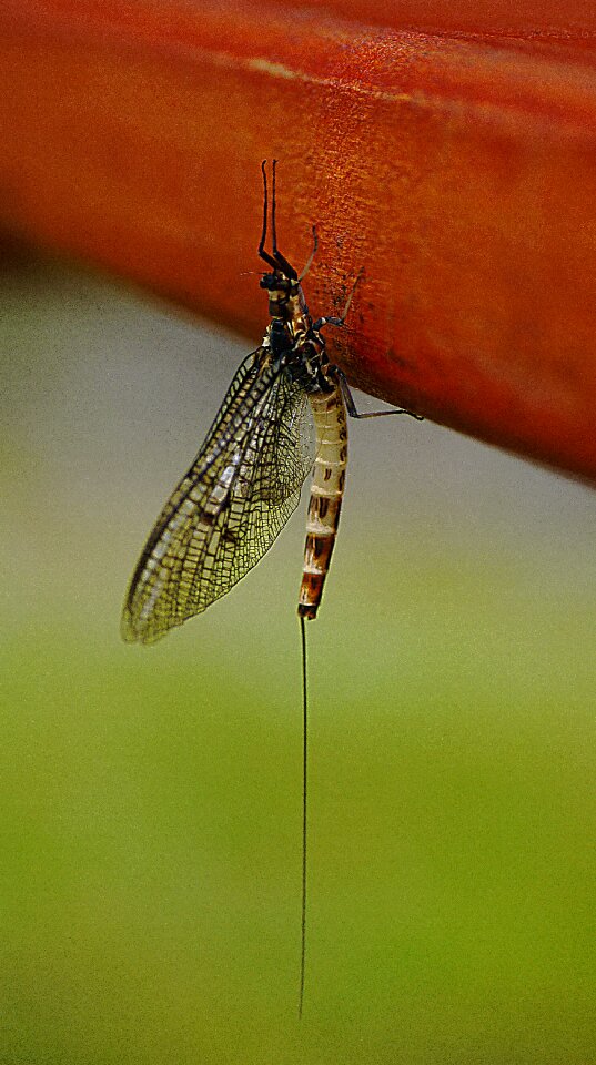 Insect winged macro
