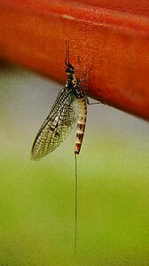 Insect winged macro