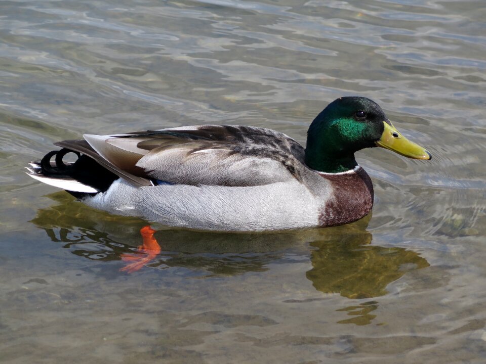 Waterfowl swimming stream