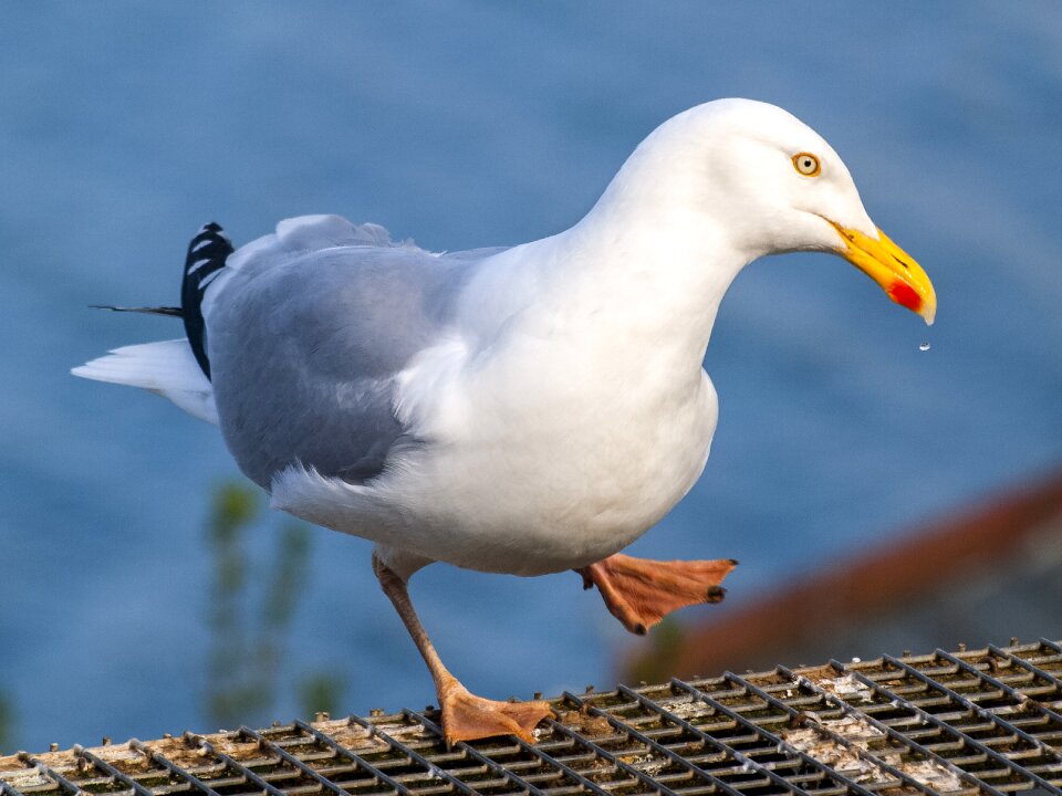 Water bird nature animal