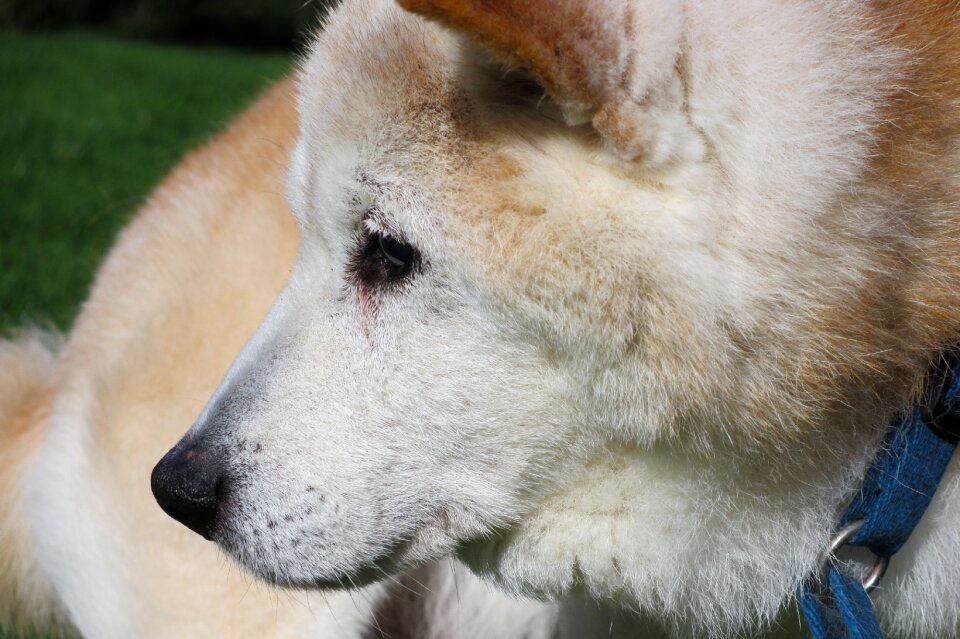 Purebred dog pet old