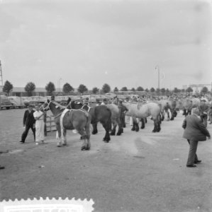 Nationale trekpaardententoonstelling 1958 Den Bosch, Bestanddeelnr 909-8371