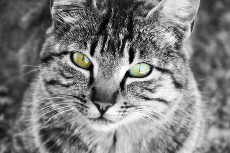 Cat home feline pet