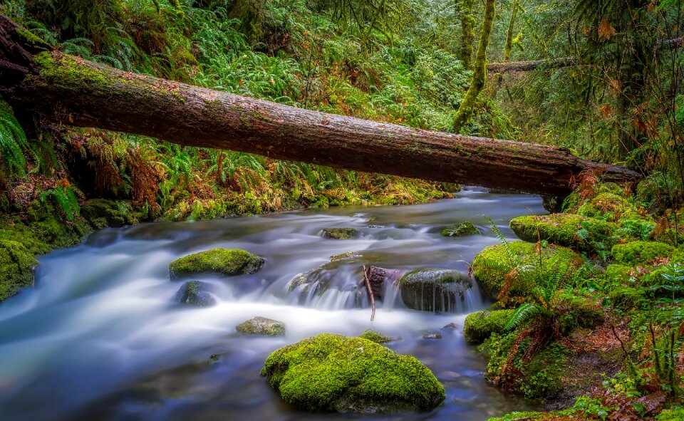 Nature outdoors stream